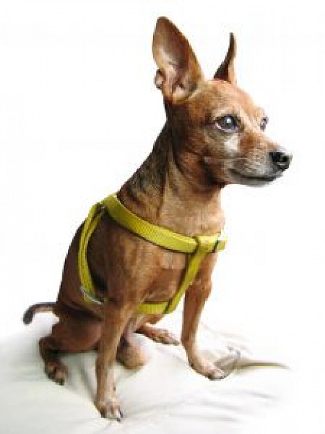 mini dog pinscher with pet rope