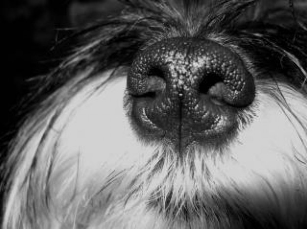 Miniature Schnauzer Dog schnauzer nose pet about Pet Recreation