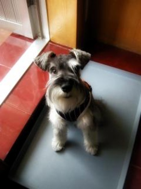 Miniature Schnauzer miniature Dog looking at you schnauzer fur about Breed Recreation