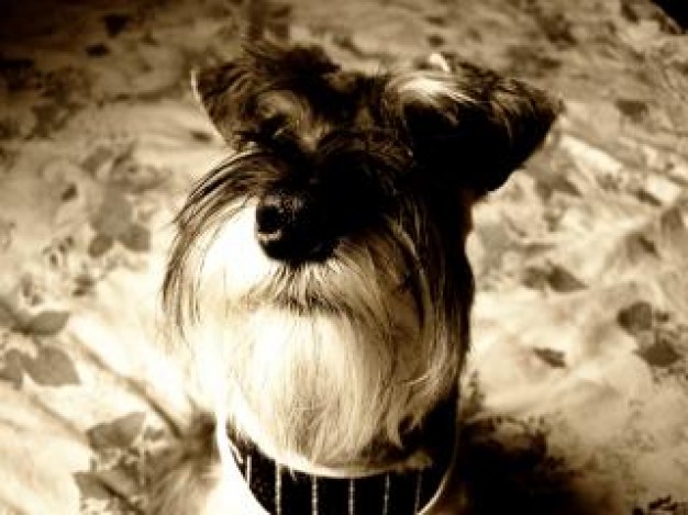 Miniature Schnauzer miniature Dog schnauzer cute fur about home Pet