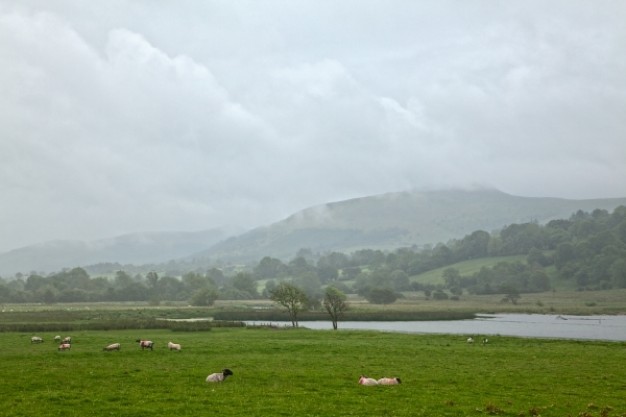 misty pasture Landscape with Tree Water Nature Grass