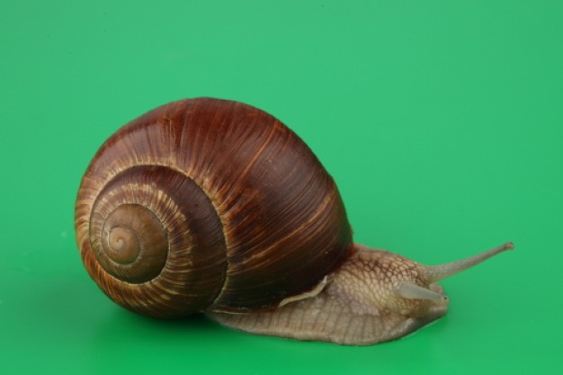 mollusk animals eye shells about snail crawling over green surface