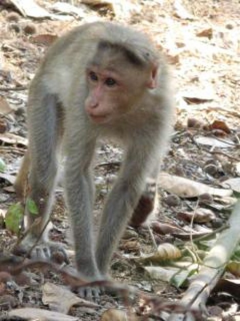 Monkey Banana ape about forest animal life