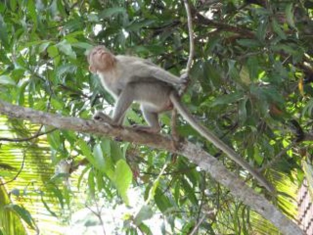 Monkey Banana mammal about Matthew Webb Paignton Zoo