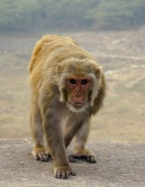 Monkey Banana walking on stone about Devon Paignton Zoo