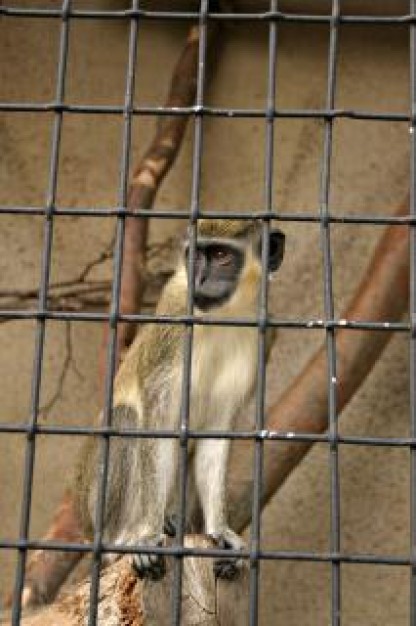 monkey behind bars over earth wall