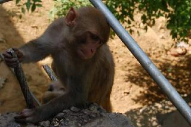 monkey climbing under shadow