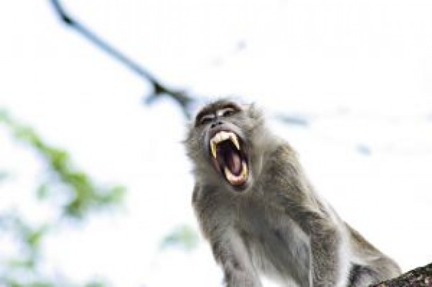 Monkey howling Tikal monkey about Costa Rica Mexico