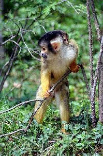 Monkey People furry standing on about Furry in forest