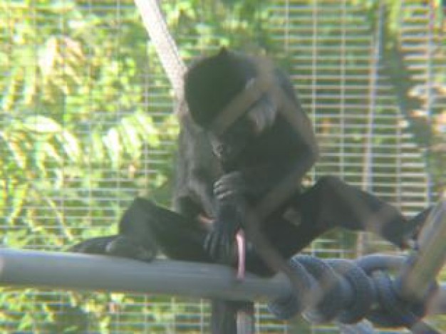 monkey sitting on framework show that whats this