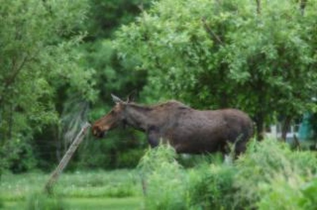 moose and fencepost running at grassland with forest at back