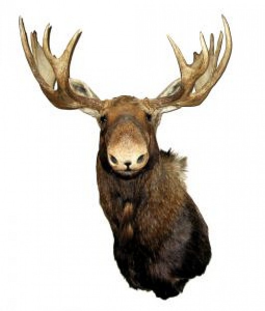 moose head close-up feature
