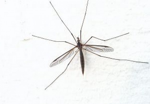 mosquito lying over white wall surface