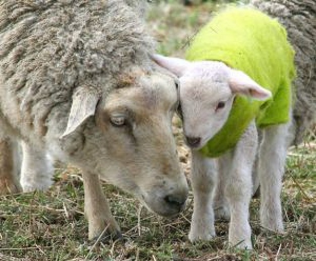 mother love sheep that Lamb with green clothes