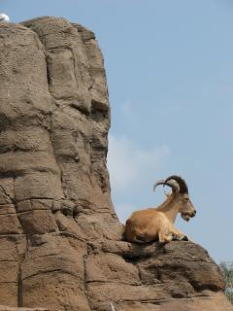 Mountain goat mountain Goat hooves about Hoof Sheep