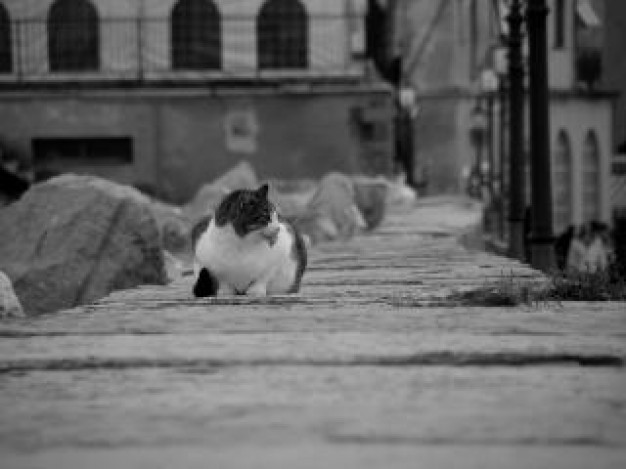mujesan cat black with black and white