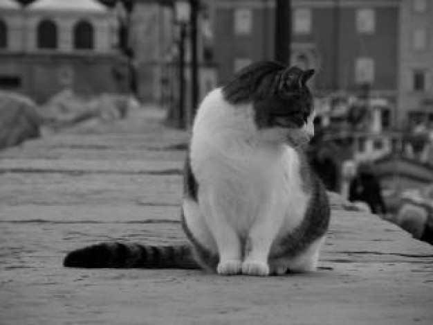 mujesan cat kitty looking around in grey