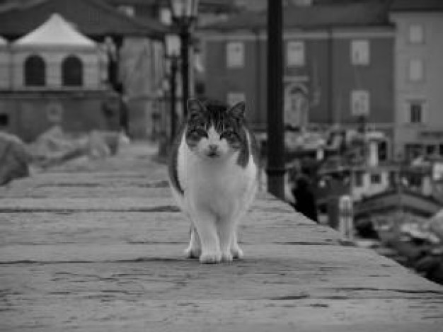 mujesan cat walking feature in black and white