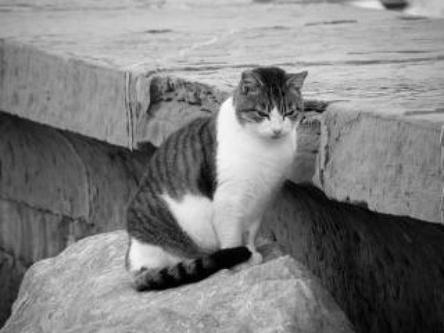 mujesan cat with white bottom sitting on stone