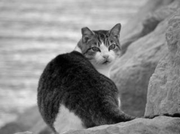 mujesan gray cat animal looking back at stone side