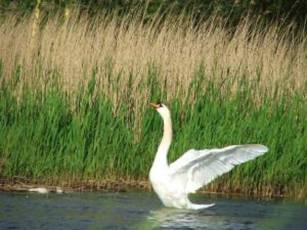 Mute Swan Bird ready for take off about field or zoo