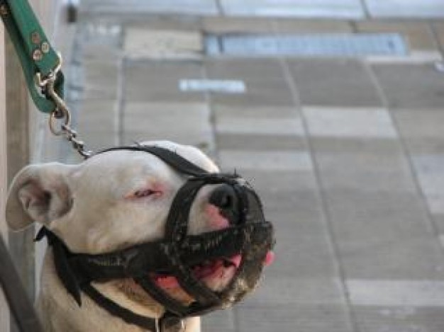 muzzled dog with mouth slipcover