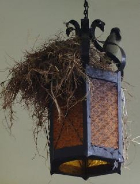 my Bird nest in my home about wild animal indoor