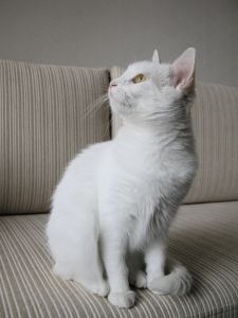 my cat looking back sitting on sofa