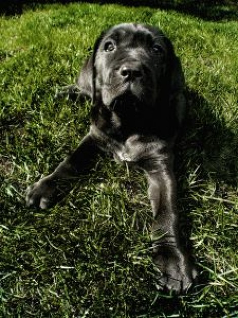 my dog is black lying at green grass
