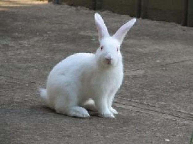my pet white rabbit looking at you on cement flour