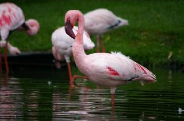 Namibia pink Africa flamengos namibia about South Africa animal photo art