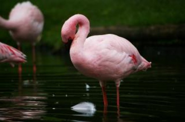 Namibia pink Clube de Regatas do Flamengo flamengo about Africa lake