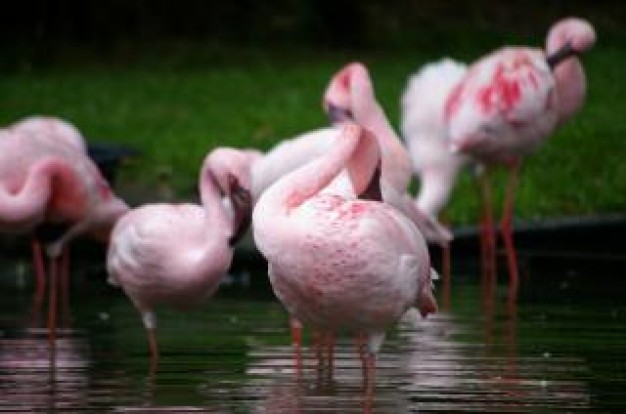 Namibia pink Clube de Regatas do Flamengo flamengos freshwater about Rio de Janeiro Africa