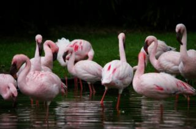 Namibia pink Clube de Regatas do Flamengo long about Africa bird