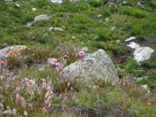 nanga parbat flowers and rocks