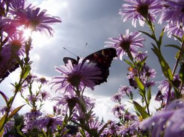 nature life that butterfly stopping on flowers with sunlight sky background