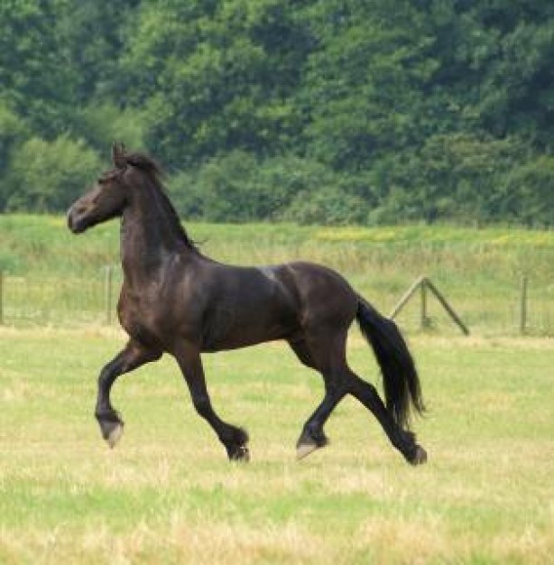 Netherlands horse Horse in the netherlands about  farm Killarney