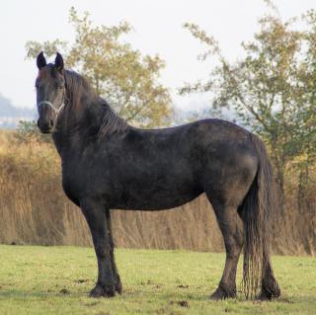 Netherlands horse Sports standing in the netherlands farm about Equestrian Breeds