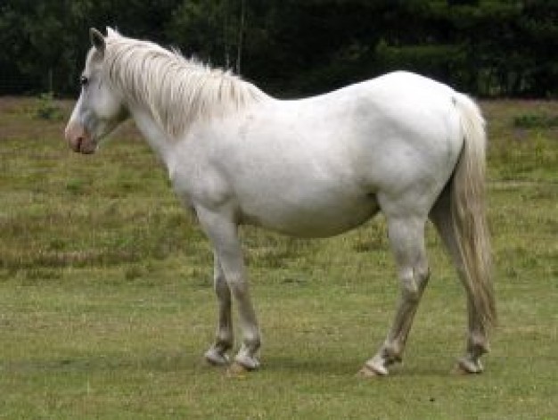 New Forest new Emery Down forest horse about Ringwood Hampshire