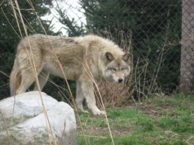 New Mexico Gray wolf about Arizona Wildlife zoo