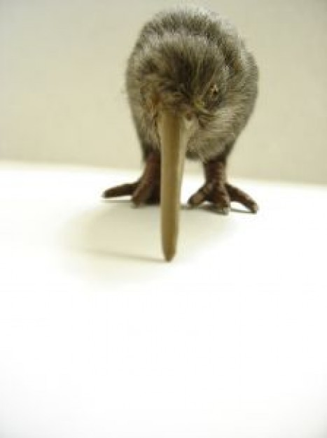 New Zealand kiwi photo art about Department of Conservation