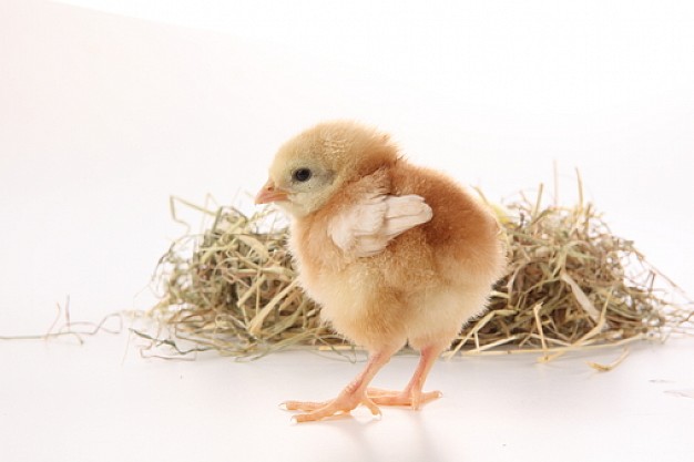 Newborn chick pet hens animal walking over net