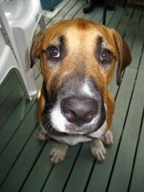 obedient dog close-up front view facial