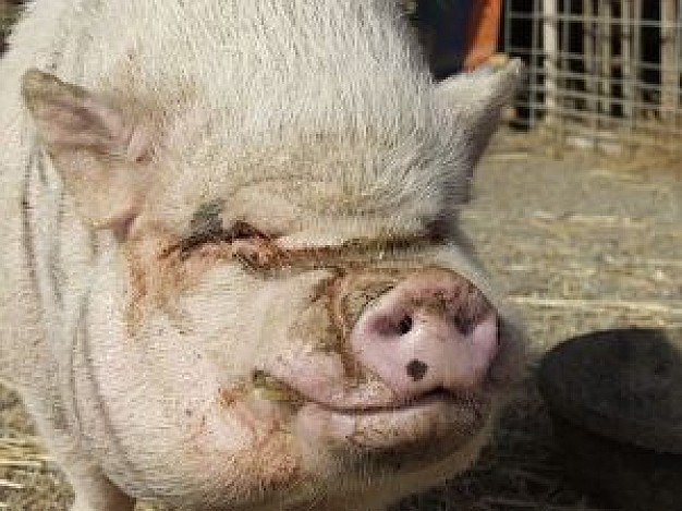 oink pig at front view in farm cage