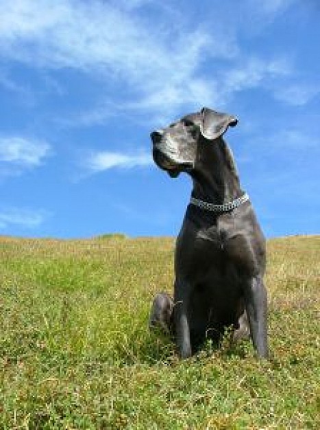 olivia dog sitting in grass with blue sky at background