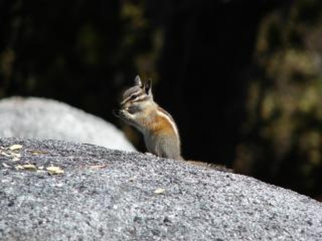 on rock eating Health chipmunk about field landscape