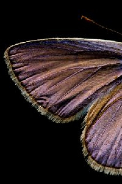 one of butterfly wings over dark background