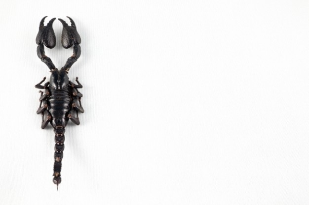 one scorpion Insect from top view