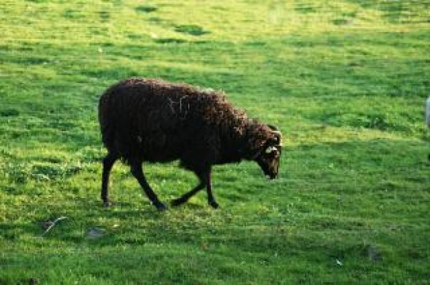 one sheep walking and eating grass at grassland domestic