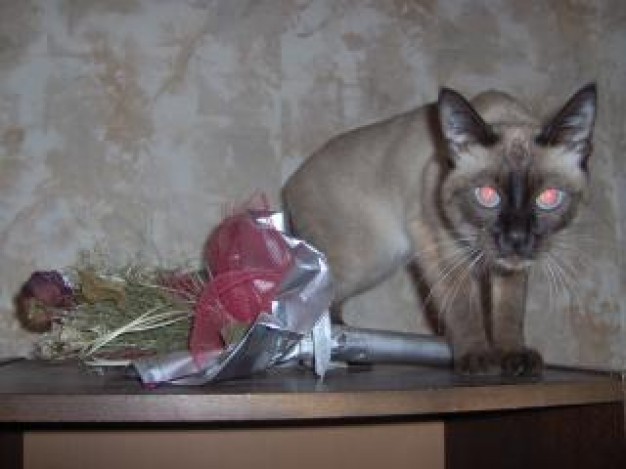 one wold pussycat knock over flower bottle and standing on table